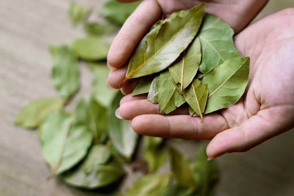 Rinfrescare il forno con la foglia di alloro: Una soluzione naturale ed efficace